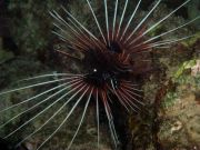 ����� ������, ��������, ���������� �������� ��������...