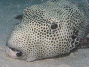 � ����� ����, �������, ����� ������� ����?