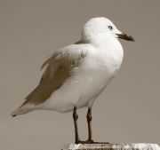 Seagull