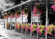 ������ ����