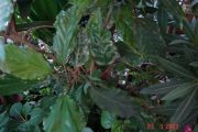 HIBISCUS VARIEGATA 