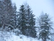 IMG 0742