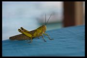 IMG 3973 copy