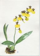 Oncidium hybr