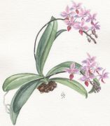 Phalaenopsis equestris