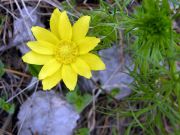 Adonis vernalis