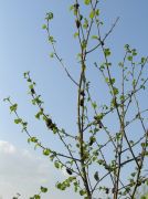 046 June bugs