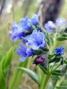 Pulmonaria obscura