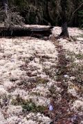 Wild crocuses