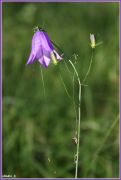 IMG 2298 1fr