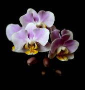 ���������� ����.