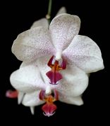 ���������� ����.