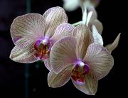 ���������� ����.