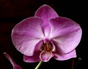 ���������� ����.