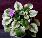 ������ ������� Honeysukfe Rose