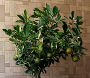 ���������� ���.