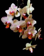 ���������� ����.