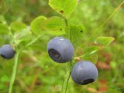 ����������� 165