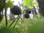 ����������� 167