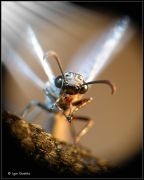 ������ � ������� ����