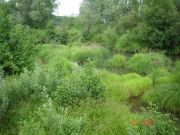 ����, ������� �� ������.