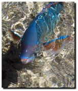 ������ �������� ����