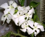 ���������� ���������