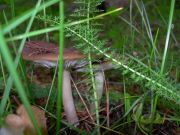 ������ ������