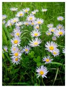 ����� �����