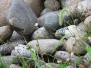 ����� ������