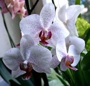 ����������  ���������