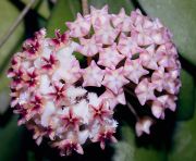 ���� ������������