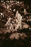 scan64