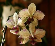 ���������� ����.