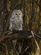 � ����� �������