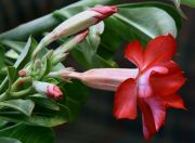 Adenium Double Flover
