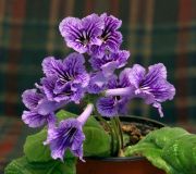 ������������� 