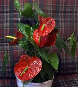 �������� ����� ��� ����