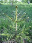 Christmas tree about Easter