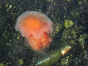 ��������� �������� ���