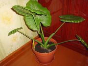 DSC03086