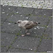 IMG 0279 ����� ������