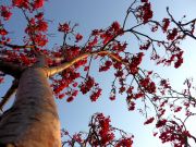 ������ ����� 