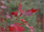 ������ �����-2...