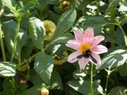 ����� �����