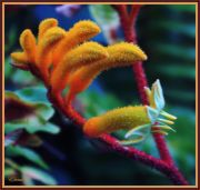 kangaroo paws2