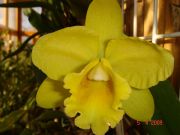 Pot. Memorial Gold 'Canary' BM/JOGA 