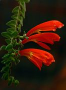 �������� ��������