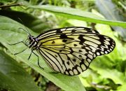 ����� �����