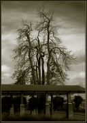 ��� ������ ������